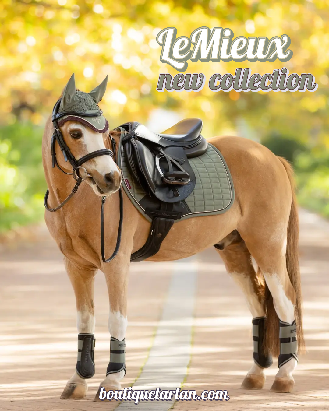 Mini Bundle Kit LeMieux - Rosemary (9-10)