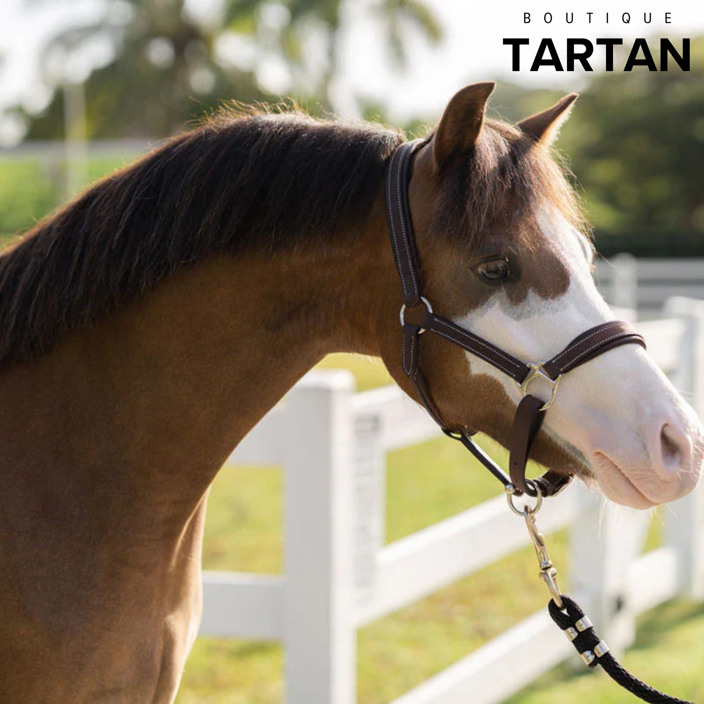 Everyday Leather Halter
